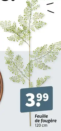Wibra Feuille de fougère offre