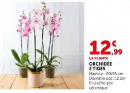 Bi1 Orchidée 2 tiges offre