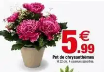Bazarland Pot de chrysanthèmes offre