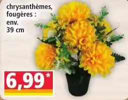 Norma chrysanthèmes, fougères offre