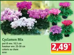 Norma Cyclamen Mix offre