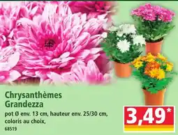 Norma Chrysanthèmes Grandezza offre