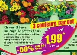 Norma Chrysanthèmes offre