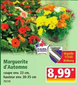 Norma Fleurs de France Marguerite d'Automne offre