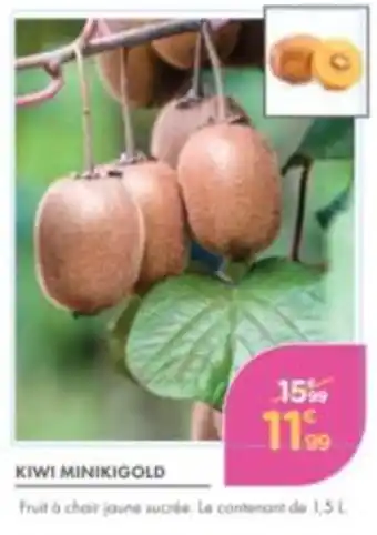 KIWI MINIKIGOLD