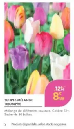 Point Vert TULIPES MÉLANGE TRIOMPHE offre