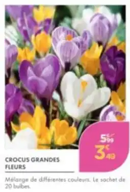 Point Vert CROCUS GRANDES FLEURS offre