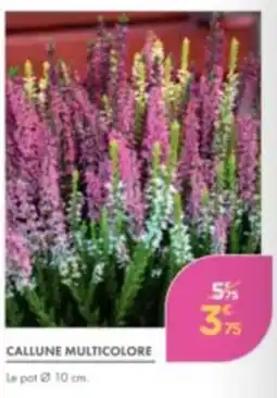 Point Vert CALLUNES MULTICOLORE offre