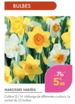 Point Vert NARCISSES VARIÉES offre