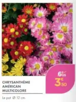 Point Vert CHRYsanthème AMÉRICAN MULTICOLORE offre