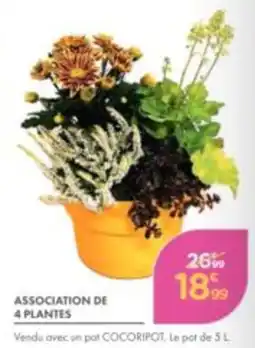 Point Vert ASSOCIATION DE 4 PLANTES offre