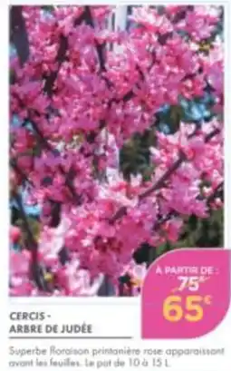 Point Vert CERCIS - ARBRE DE JUDÉE offre