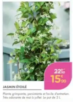 Point Vert JASMIN ÉTOILÉ offre