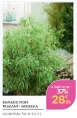 Point Vert FARGESIA Bambou non tracant offre