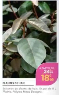 Point Vert PLANTES DE HAIE offre