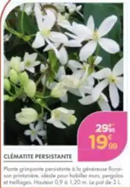 Point Vert CLÉMATITE PERSISTANTE offre