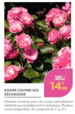 Point Vert DÉCOROSIER ROSIER COUVRE-SOL offre