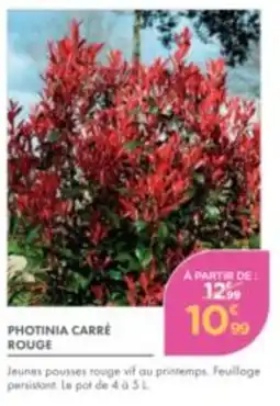 Point Vert PHOTINIA CARRÉ ROUGE offre