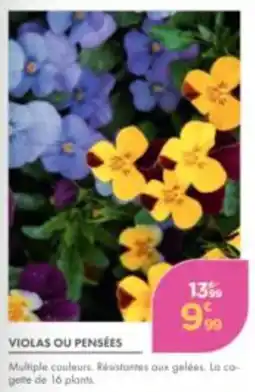 Point Vert VIOLAS OU PENSÉES offre