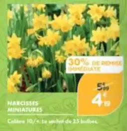 Point Vert NARCISSES MINIATURES offre