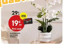 Maxi Bazar Orchidée mick pot ciment offre