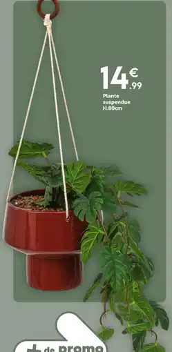 Maxi Bazar Plante suspendue offre