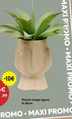 Maxi Bazar Plante visage agave offre
