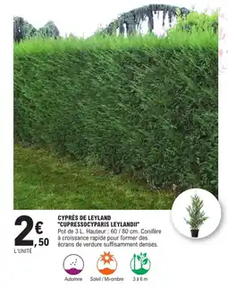 E.Leclerc CYPRES DE LEYLAND "CUPRESSOCYPARIS LEYLANDII" offre