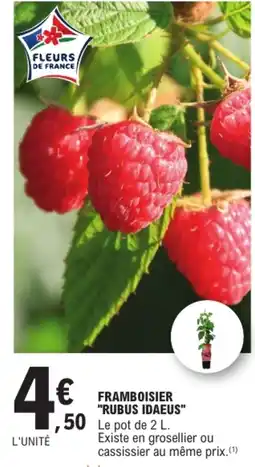 E.Leclerc Framboisier Rubus idaeus offre