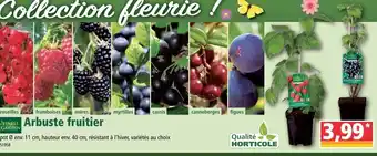 Norma Arbuste fruitier offre