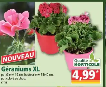 Norma Géraniums xl offre