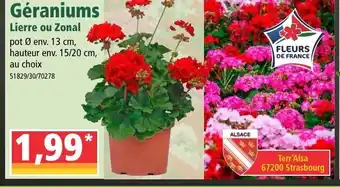 Norma Géraniums offre