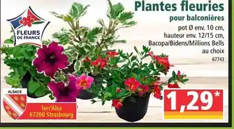 Norma Plantes fleuries offre