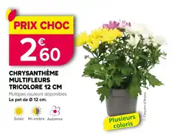 Kiriel Fleuron d'Anjou Chrysanthème Multifleurs Tricolore offre