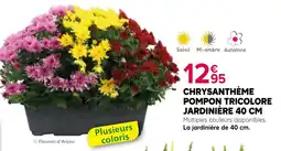 Kiriel Fleuron d'Anjou Chrysanthème Pompon Tricolore offre