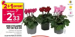 Kiriel MINI CYCLAMEN offre