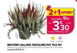 Kiriel BRUYÈRE CALLUNA TRICOLORE offre