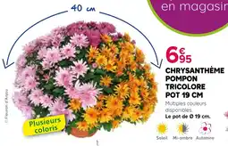 Kiriel CHRYsanthème Pompon Tricolore offre