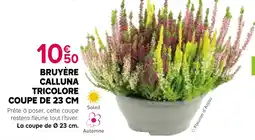 Kiriel Bruyère Calluna Tricolore offre