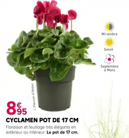 Kiriel Fleuron d'Anjou CYCLAMEN POT DE 17 CM offre