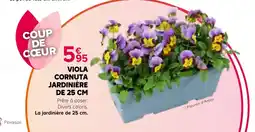 Kiriel Fleuron d'Anjou Viola Cornuta offre