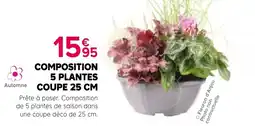Kiriel Fleuron d'Anjou Composition 5 Plantes offre
