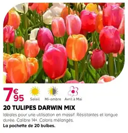 Kiriel TULIPES DARWIN MIX offre
