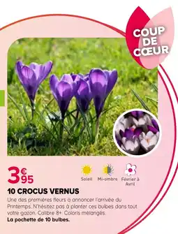 Kiriel CROCUS VERNUS offre