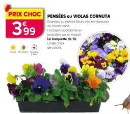 Kiriel PENSÉES ou VIOLAS CORNUTA offre