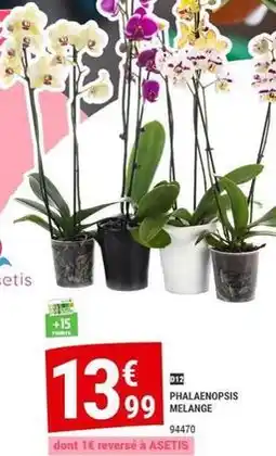 Gamm vert Phalaenopsis melange offre