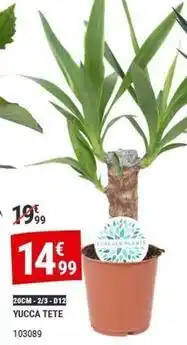 Gamm vert Yucca tete offre