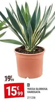 Gamm vert Yucca gloriosa variegata offre