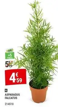 Gamm vert Asparagus falcatus offre