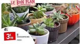 Gamm vert Mix - succulentes offre